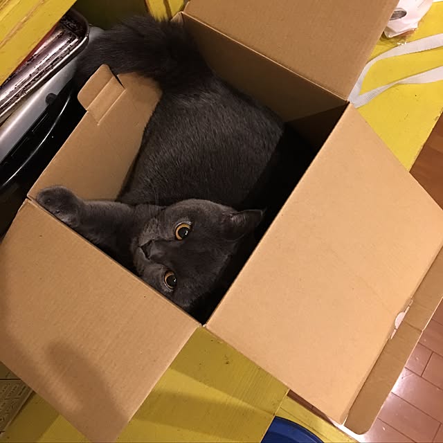 Shojiさんの実例写真