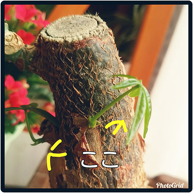 kyukyuさんの実例写真