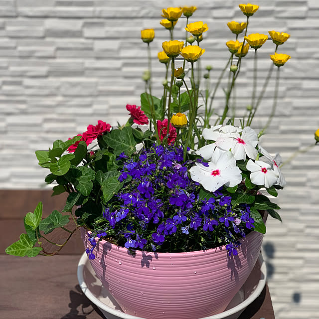 寄せ植え/玄関/入り口のインテリア実例 - 2019-05-11 09:40:02