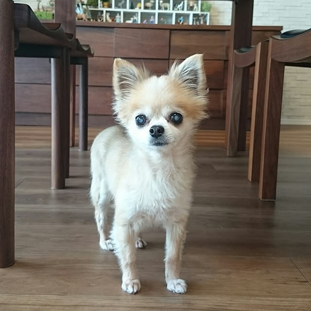 RICCOさんの実例写真