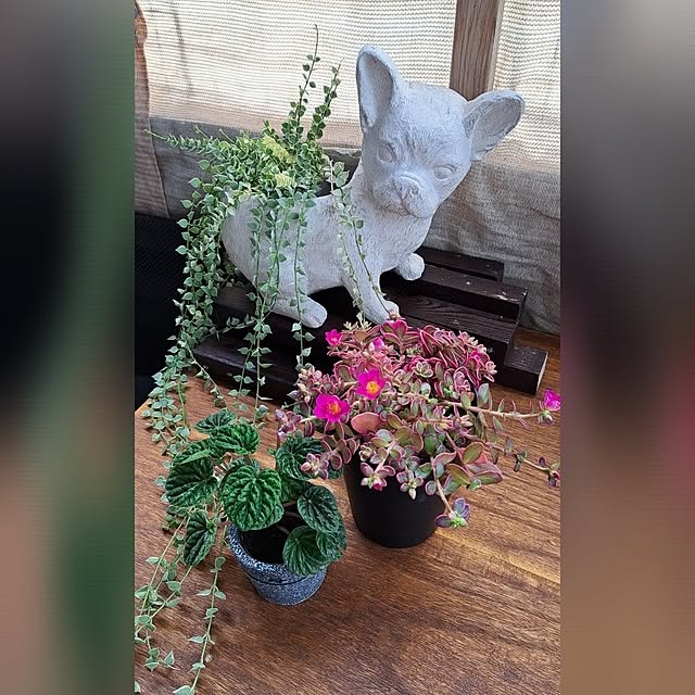 noaさんの実例写真