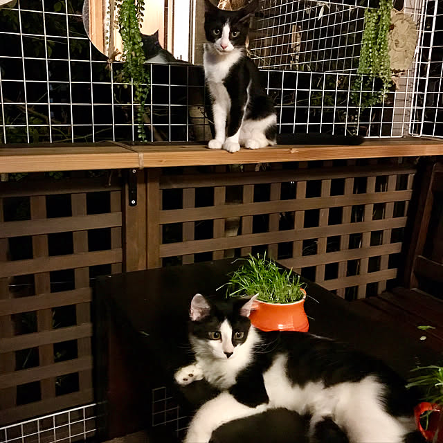 butachanさんの実例写真