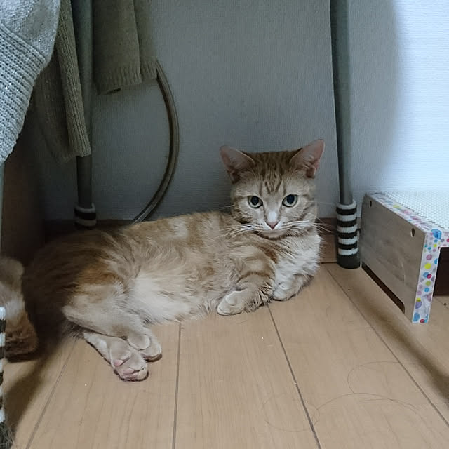 shinobuさんの実例写真