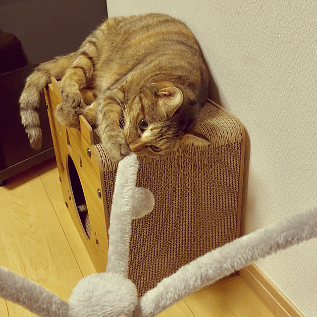 chiiさんの部屋