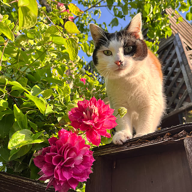 実例写真