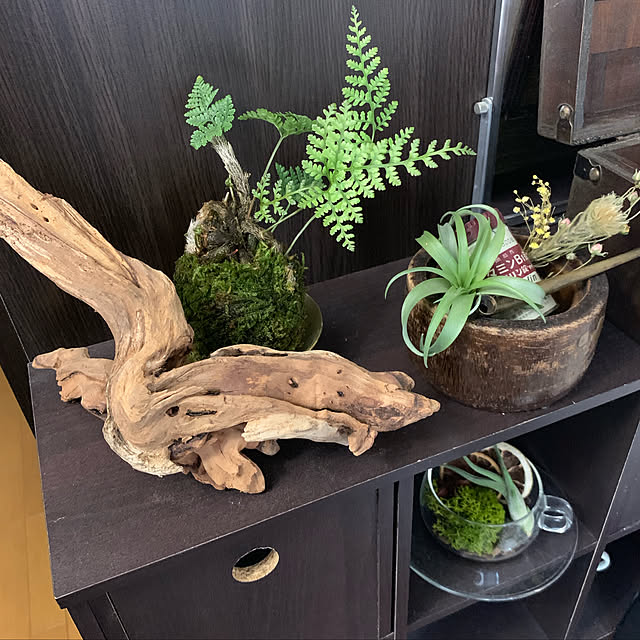 流木と苔の盆栽 ありがたかっ 流木と苔の盆栽 ありがたかっ