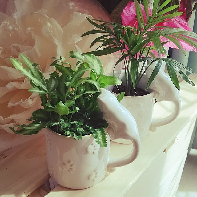 Ayaさんの実例写真