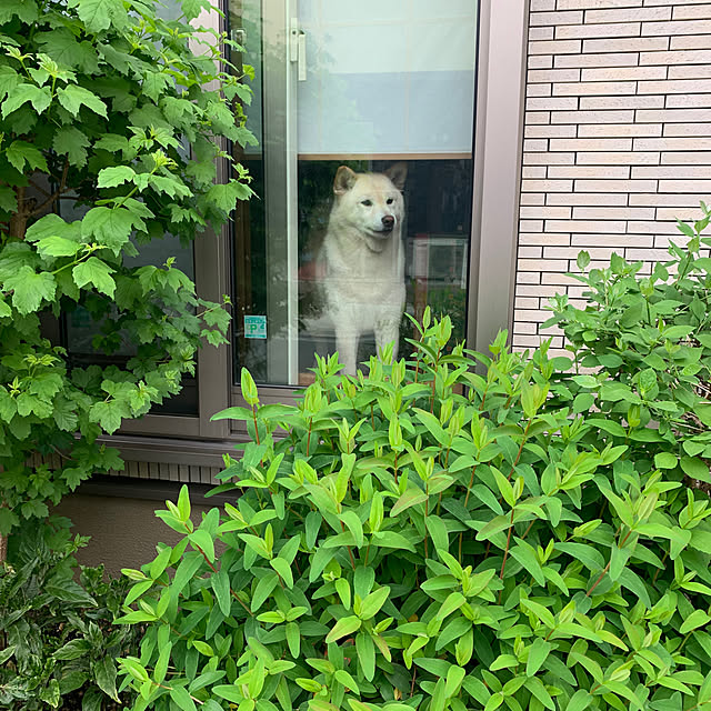 mogさんの部屋