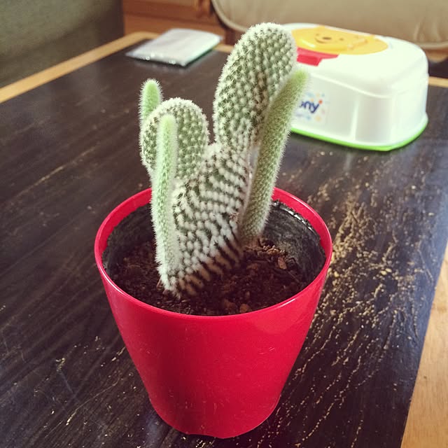 makoriさんの実例写真