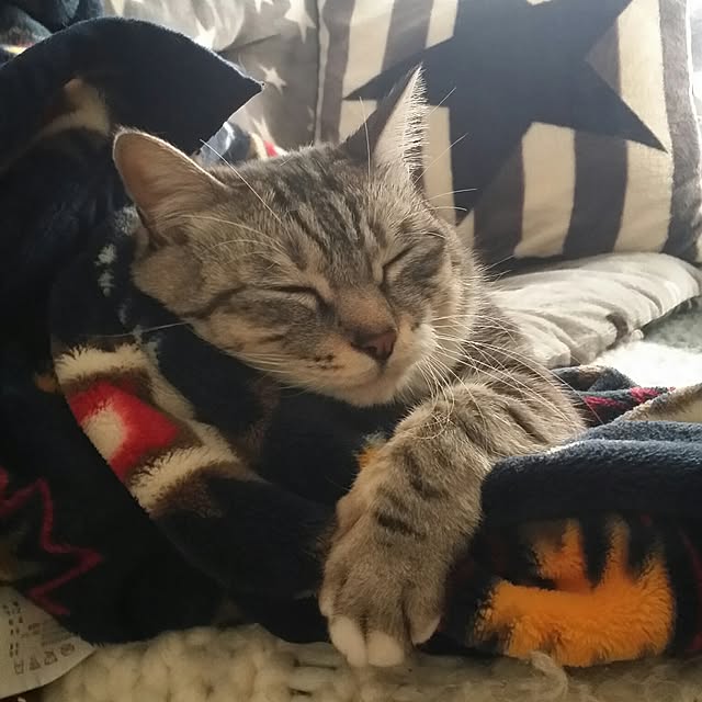 annさんの実例写真
