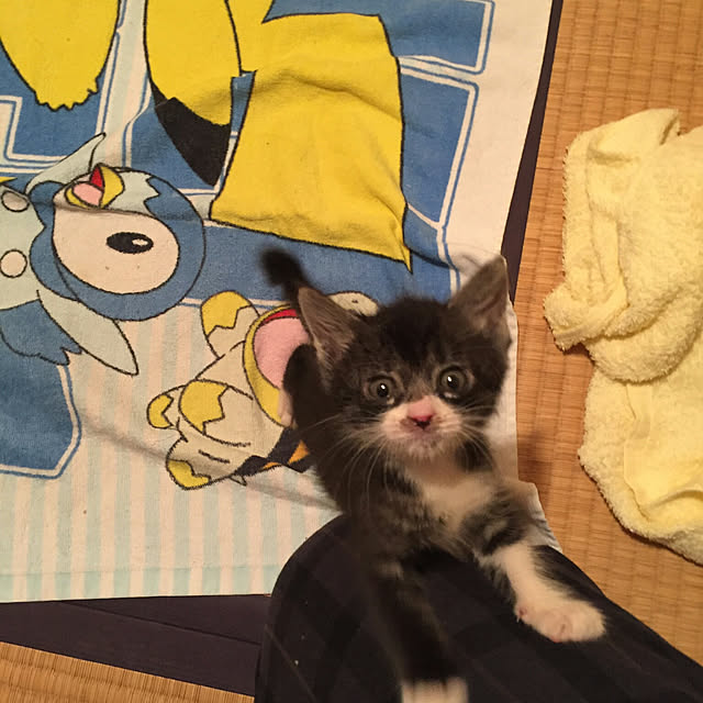 akuakuさんの実例写真