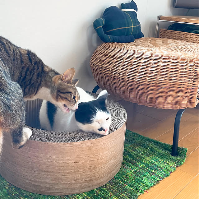 nobikoさんの実例写真
