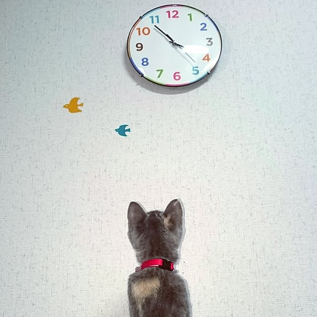 gomacoさんの実例写真