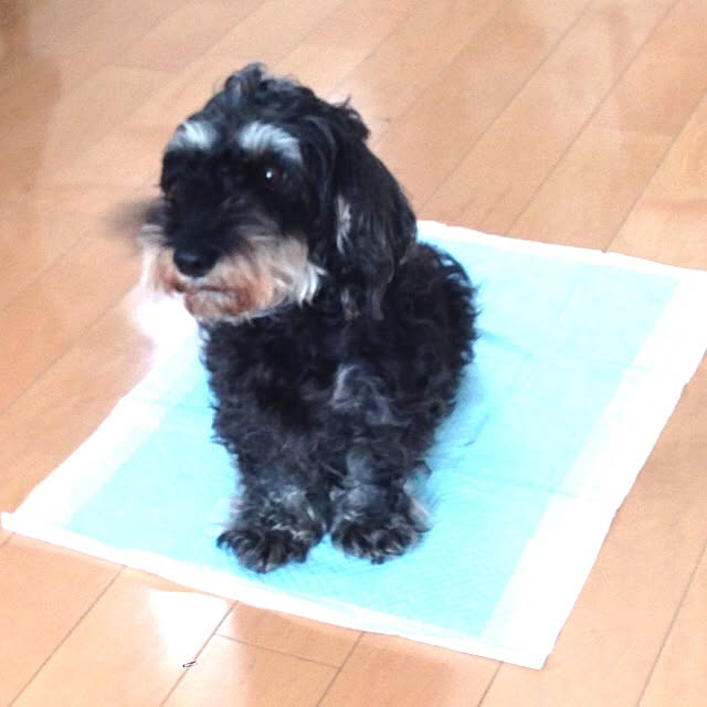 mojyaさんの実例写真