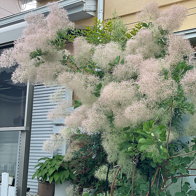 asako.10さんの実例写真