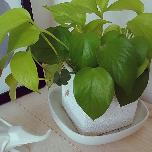hiromiさんの実例写真