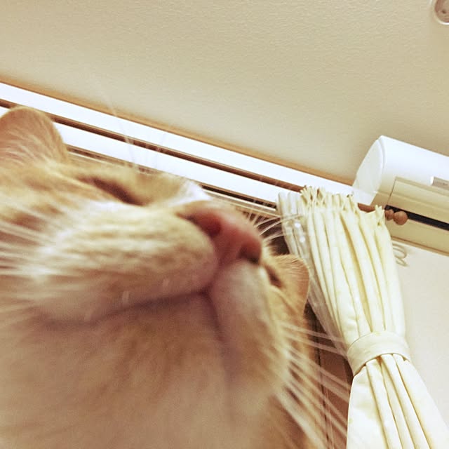 baronkotarouさんの実例写真