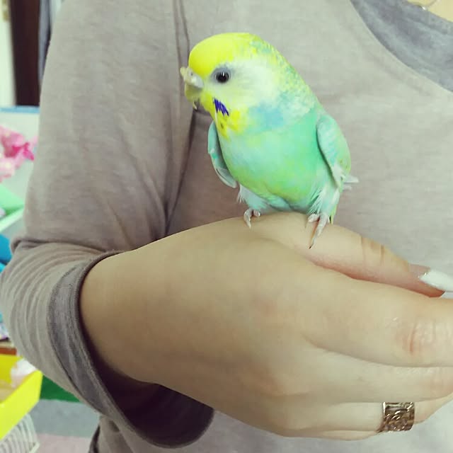 akoさんの実例写真