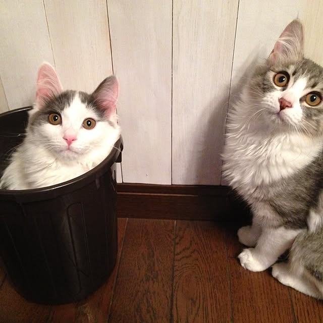 実例写真