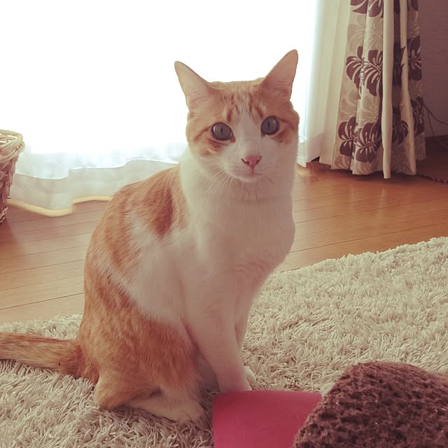 Kinanさんの実例写真