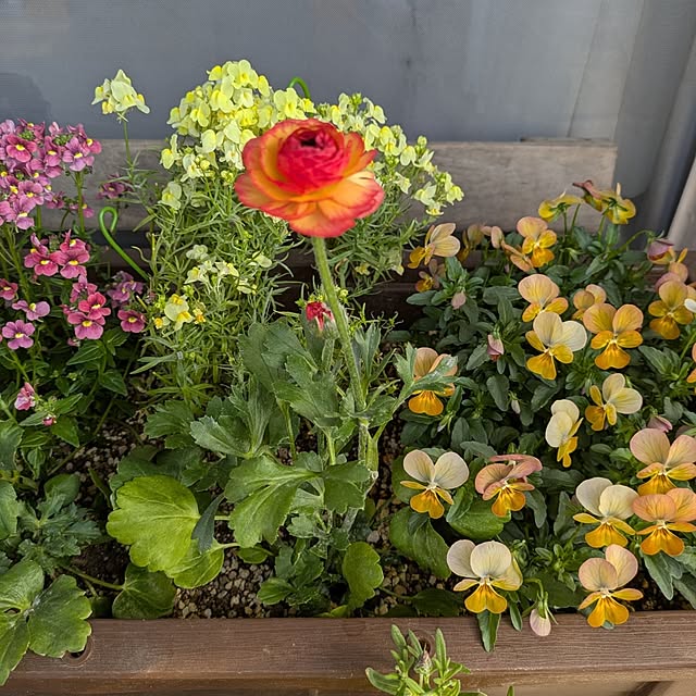 mi-saさんの部屋