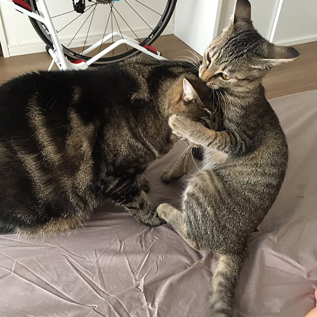 mikomaruさんの実例写真