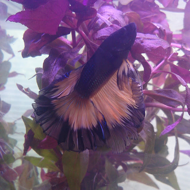 mmmさんの実例写真