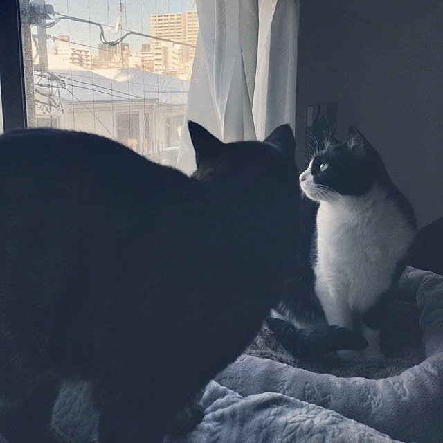 hihaさんの実例写真