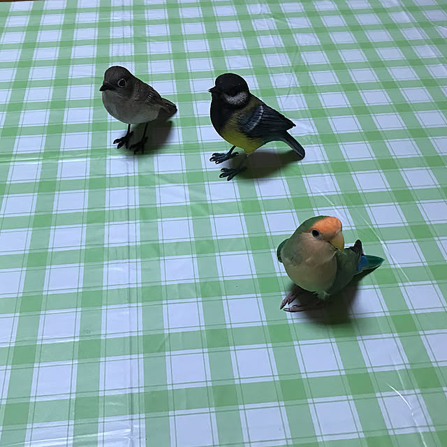 aoinokimiさんの実例写真