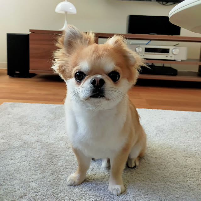 mihomoguさんの実例写真