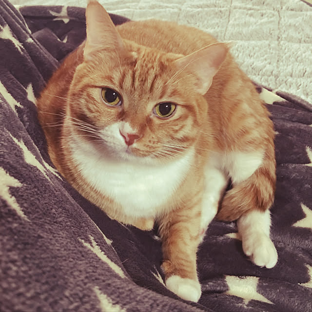 CATさんの実例写真