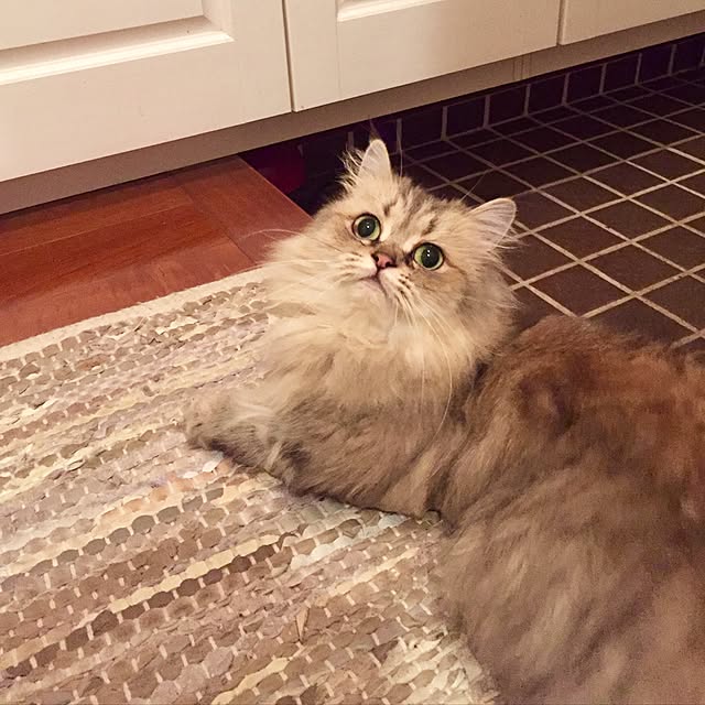 butachanさんの実例写真