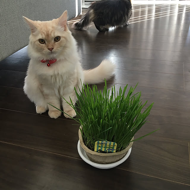 takiさんの実例写真