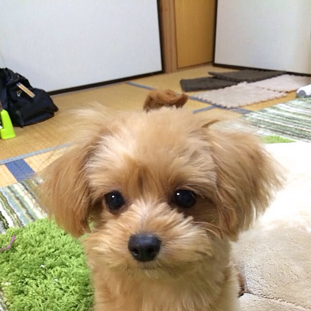 Reniさんの実例写真