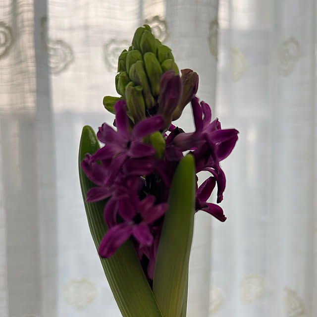 fumikoiさんの実例写真