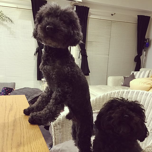 chiiさんの実例写真