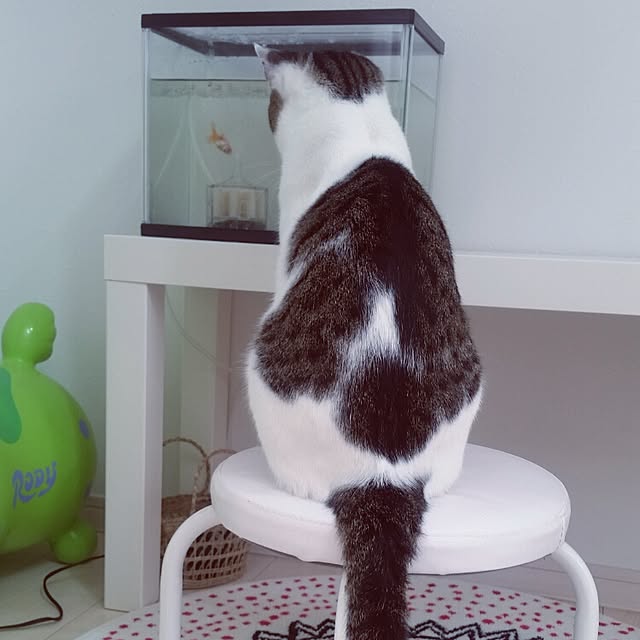 runayucoさんの実例写真