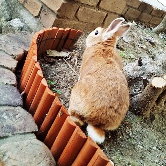 rabbitさんの実例写真