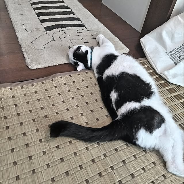 yuuさんの実例写真