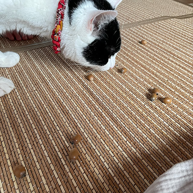 nekosamaさんの実例写真