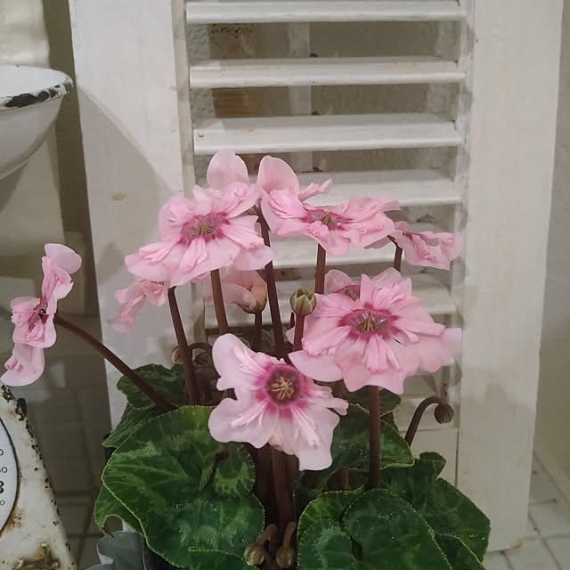 kiyosukeさんの部屋