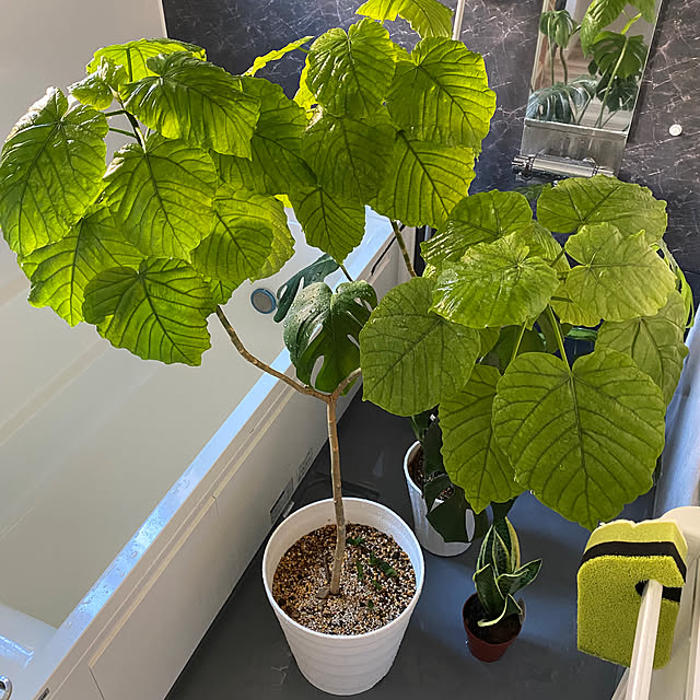 Yume_usagi_13さんの実例写真