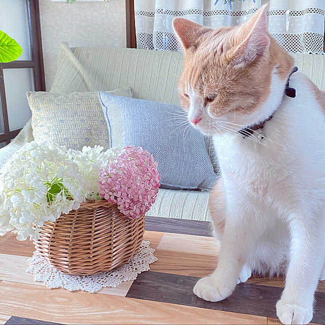 mintteaさんの実例写真
