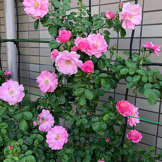 実例写真