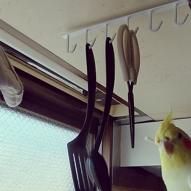 toratanさんの実例写真