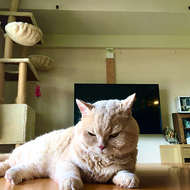 naokoさんの実例写真
