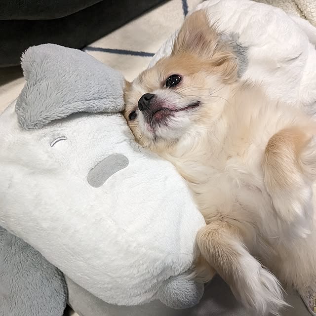 rhcmayuさんの実例写真