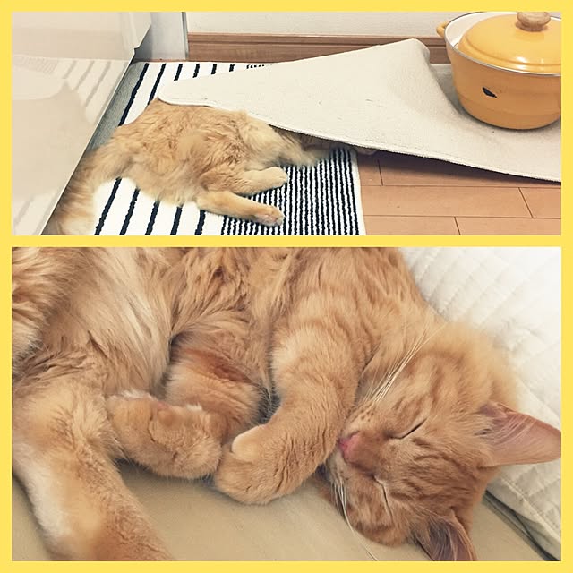 Ryokoさんの実例写真