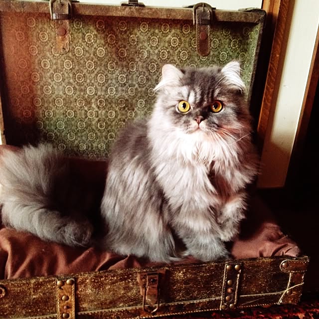 uni0609さんの実例写真