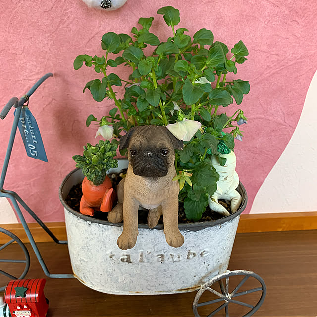akochanさんの実例写真